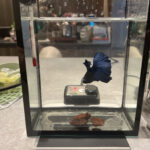 【日常】ベタの「ベロ」