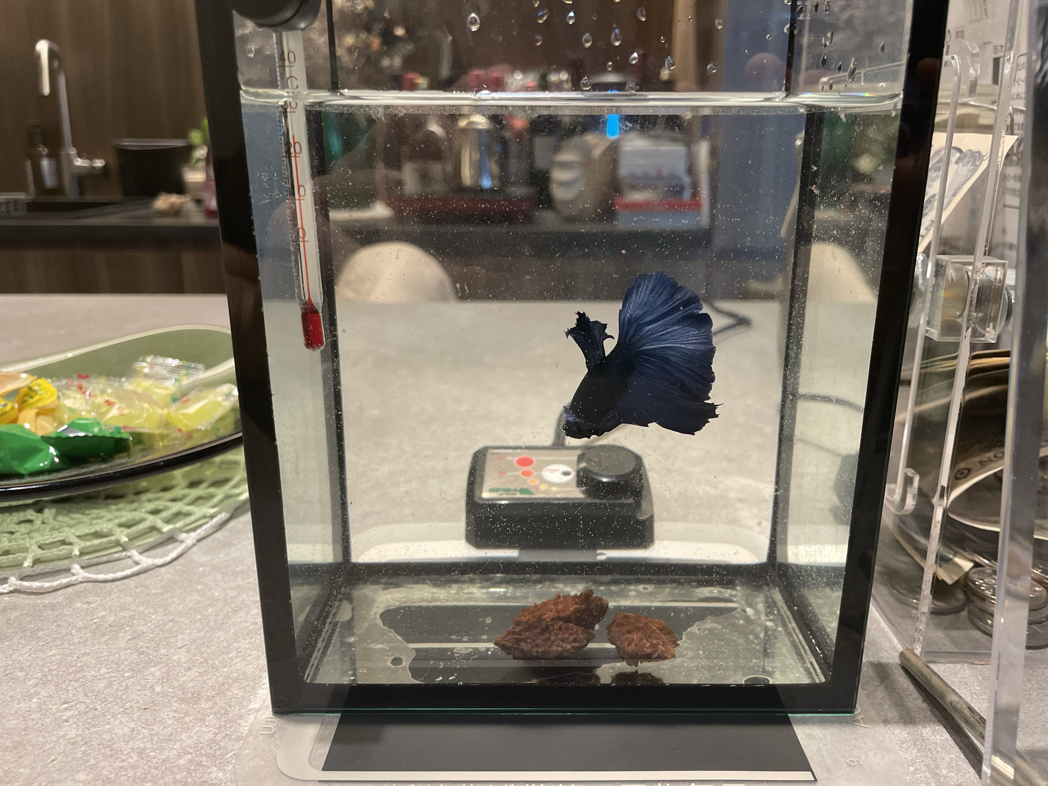 【日常】ベタの「ベロ」